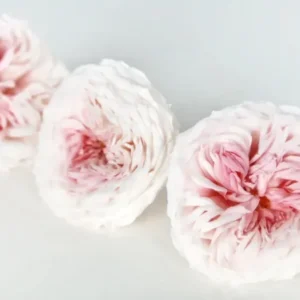 Rosen konserviert Dance Earth Matters - 3 Köpfe - Champagne pink 131