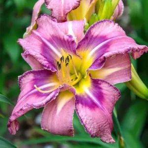 Kaufen Taglilie Mildred Mitchell (Hemerocallis)