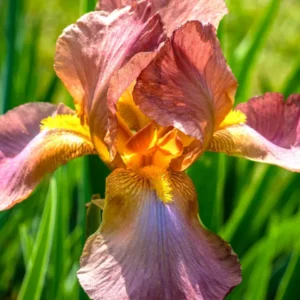 Holländische Iris Autumn Princess