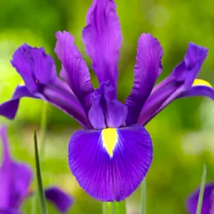 Holländische Schwertlilie ‚Purple Sensation‘