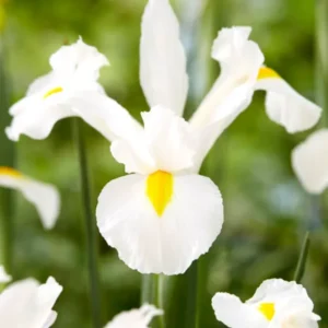 Holländische Schwertlilie White Excelsior