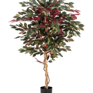 Die Kunstpflanze Ficus grün/rot 150 cm hat einen gedrehten hellbraunen Stamm, grüne und bordeauxrote Blätter und wird in einem schwarzen Topf geliefert – ideal als auffällige Zimmerpflanze vor weißem Hintergrund.