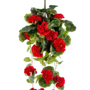 Die künstliche Hängepflanze Geranie 75 cm rot hat leuchtend rote künstliche Geranienblüten mit üppig grünen Blättern, die elegant nach unten fallen.