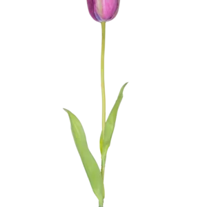 Eine künstliche französische Tulpe 60 cm lila, eine einzelne lila Tulpe mit grünen Blättern und einem langen Stiel, isoliert auf weißem Hintergrund.
