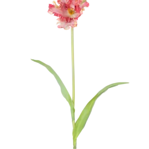 Eine künstliche französische Sittich-Tulpe, 76 cm, in Rot/Gelb mit Rüschen auf den Blütenblättern, einem langen grünen Stiel und zwei länglichen grünen Blättern, vor einem weißen Hintergrund.