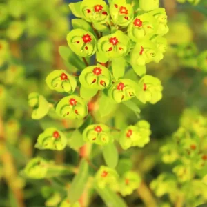 Euphorbia martinii Ascot Rainbow - Wolfsmilch