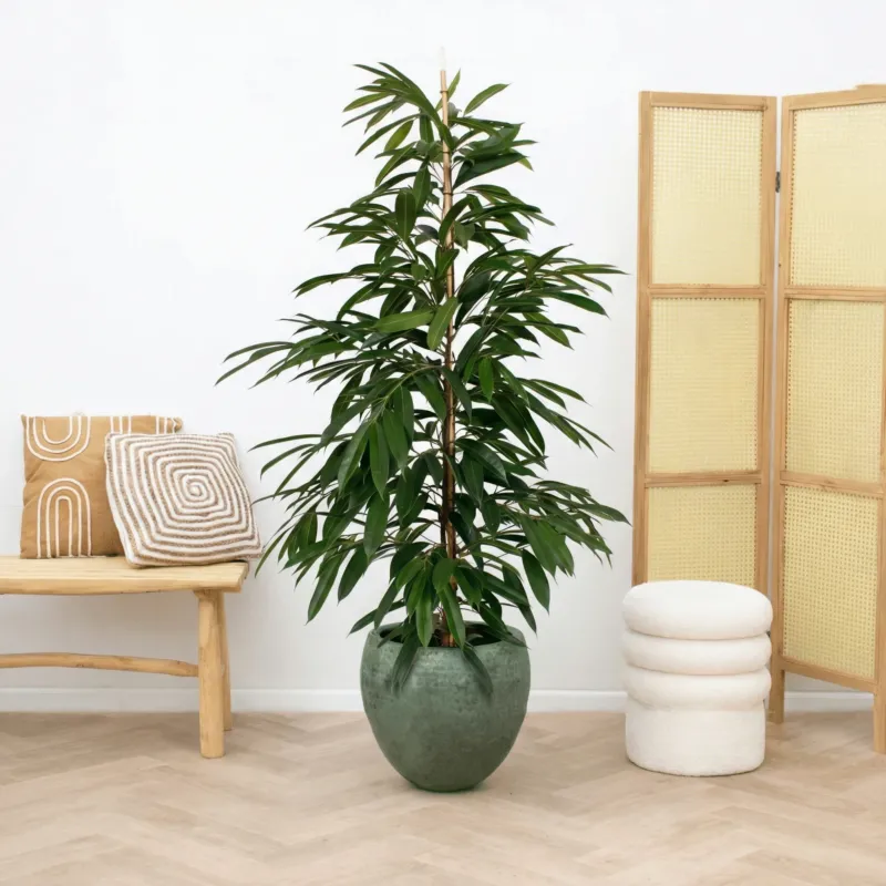 Ficus Amstel King struik - 160cm