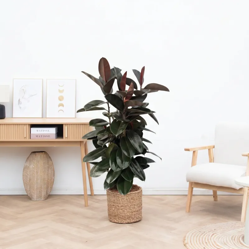 Ficus Elastica Abidjan struik - 150cm