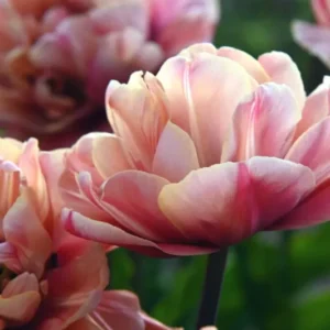 Tulpe La Belle Époque