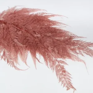 Farn Schneeflocke konserviert - 10 Stiele - Blush