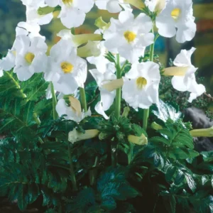 Freilandgloxinie - Incarvillea delavayi 'Snow Top' - weiß