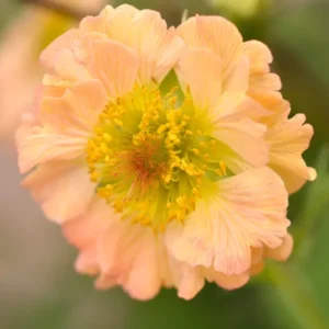 Buy Geum Totally Tangerine Bare Roots, UK Delivery