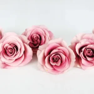Rosen konserviert Grandeur Large Earth Matters - 6 Köpfe - Mauve pink 192
