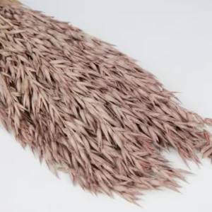Hafer getrocknet - 1 Bund - Blush - Si-nature