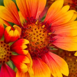 Helenium Mardi Gras (Sneezeweed) Bare Roots