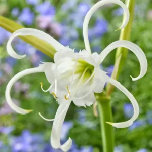 Hymenocallis Festalis Zwanenburg | Duftende Spinnenlilien Zwiebeln