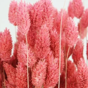 Phalaris getrocknet - 1 Bund - Grenadine - Si-nature