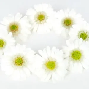 Gerbera konserviert Earth Matters - 9 Köpfe - White 015 - Si-nature