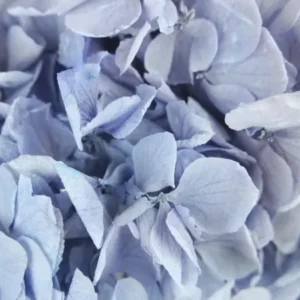 Konservierte Hortensie Extra - 1 Kopf - Lavendel - Si-nature