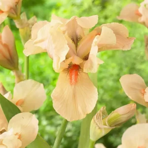 Kaufen Sie Iris Siberica in Spitzengröße aus Holland