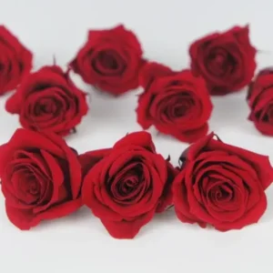 Rosen konserviert Izumi Earth Matters - 9 Köpfe - Wine red 471 - Si-nature