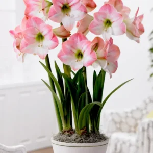 Amaryllis Zwiebeln Apple Blossom kaufen