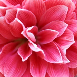 Gefüllte Riesenamaryllis Double Dream aus Holland