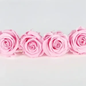 Stabilisierte Rosen Kiara 6 cm - 6 Stück - Bridal pink - Si-nature