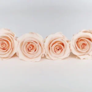 Stabilisierte Rosen Kiara 6 cm - 6 Stück - Cantaloupe