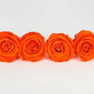 Stabilisierte Rosen Kiara 6 cm - 6 Stück - Orange flame - Si-nature