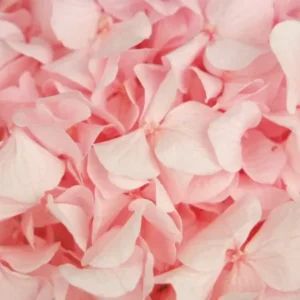 Konservierte Hortensie Kiara - 1 Kopf - Bridal pink - Si-nature