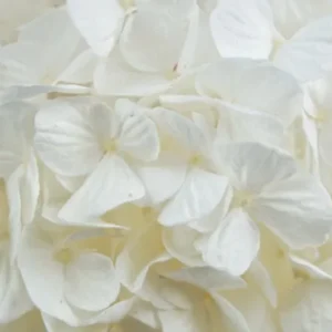 Konservierte Hortensie Kiara - 1 Kopf - Pure white - Si-nature
