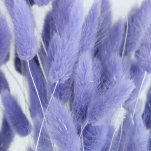 Lagurus getrocknet - 1 Bund - Violett