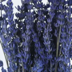 Stabilisierter Lavendel - 1 Bund - Blau - Si-nature
