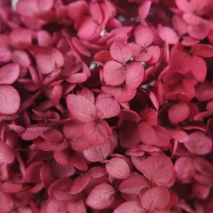 Konservierte Hortensie Anna - 1 Kopf - Magenta