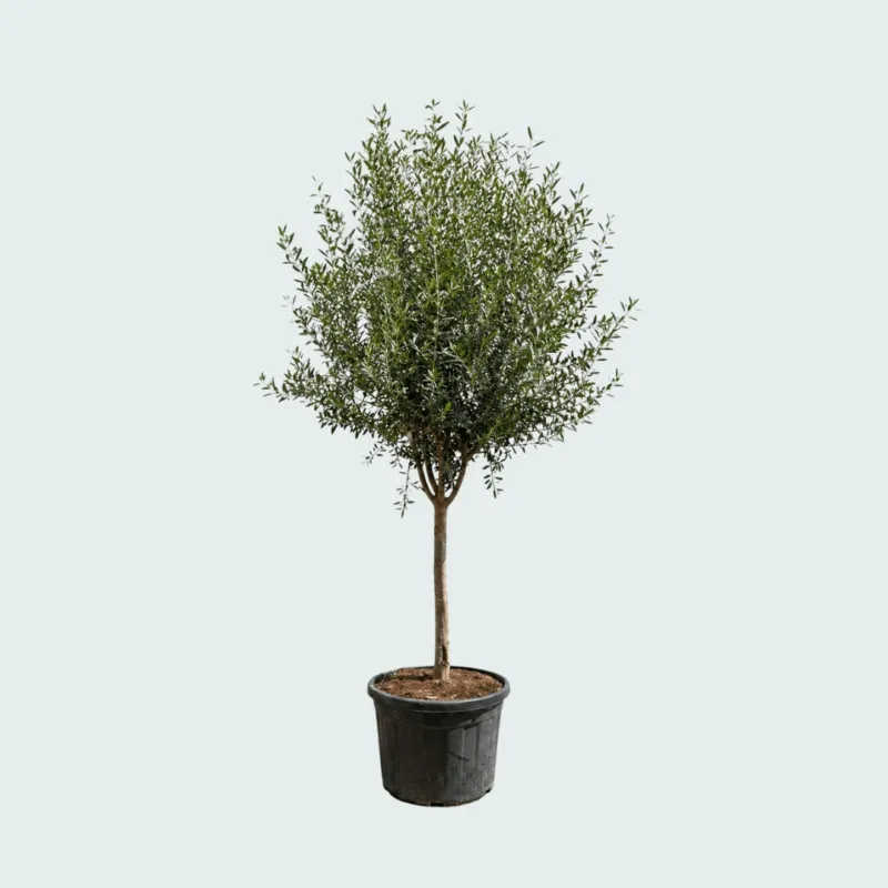 Olijfboom Olea Europaea Cultivo - 230cm / stamomtrek 20 - 25cm