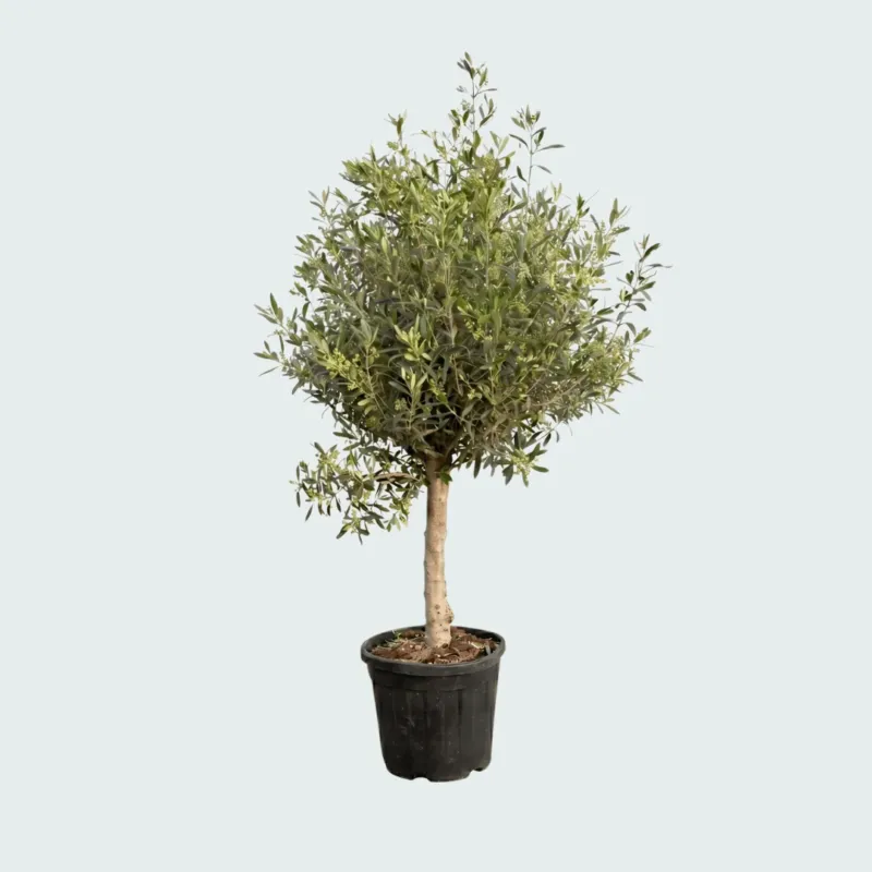 Olijfboom Olea Europaea Lorc - 160cm / stamomtrek 18 - 22cm