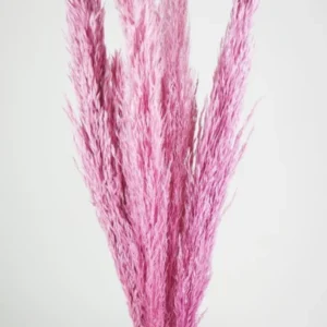Pampasgras 90 cm - 6 Stängel - Rosa - Si-nature