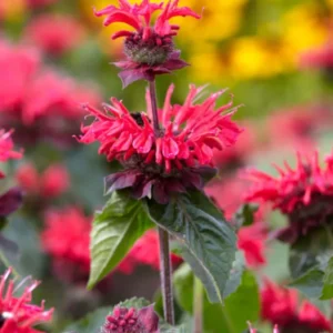 Monarda Bee Happy Indianernessel
