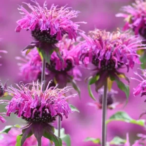 Buy Monarda Cranberry Lace (Bee Balm) Bare Roots