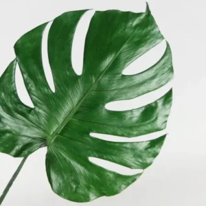 Monstera konserviert Earth Matters - 3 große Blätter - Grün