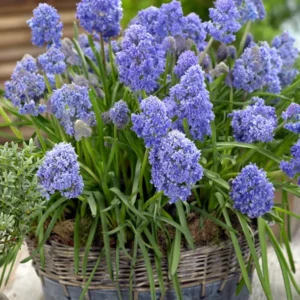 Traubenhyazinthe Fantasy Creation (Muscari)