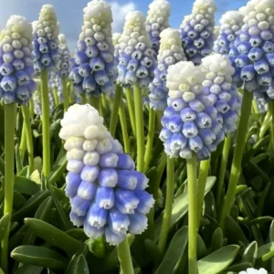 Traubenhyazinthe Mountain Lady (Muscari)