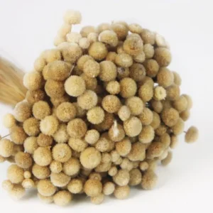 Botao - 1 Bund - Naturfarbe beige - Si-nature