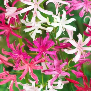Nerine Bowdenii Züchtermischung