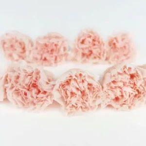 Nelken mini konserviert Kiara - 9 Stück - Pink blush - Si-nature