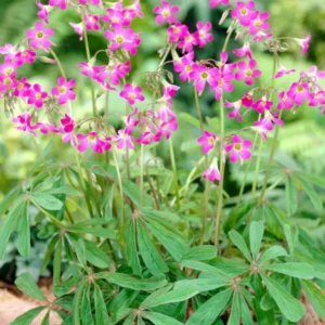 Oxalis Lasiandra Mexikanischer Sauerklee