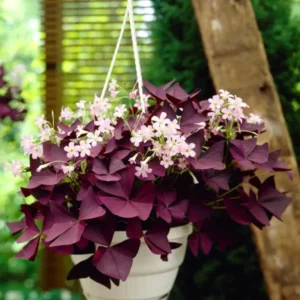 Oxalis triangularis Mijke (Sauerklee)