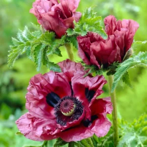 Papaver Patty's Plum (Orientalischer Mohn) Wurzelnackte Pflanzen kaufen