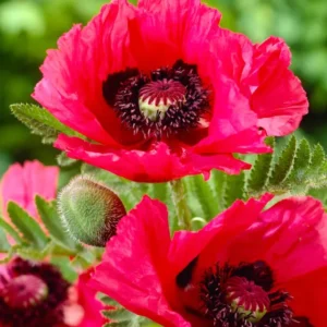 Papaver Watermelon (Orientalischer Mohn) Wurzelnackte Pflanzen | DutchGrown™